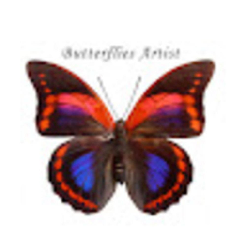 Meet your Posher, Butterflies